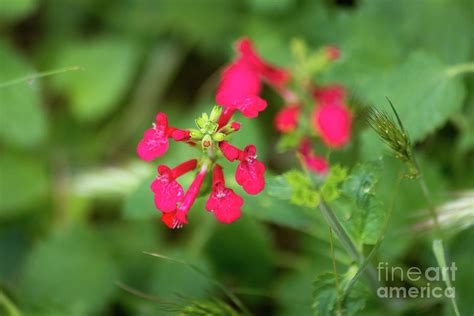Scarlet Hedgenettle Wildflowers Photograph By Mike Cavaroc Fine Art