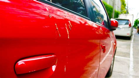 How To Remove All Bird Poop From Your Car Quickly Its Car Wash