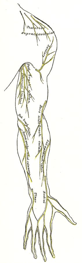 Dorsal Branch Of Ulnar Nerve Wikidoc