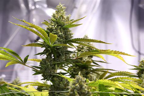 Indoor Weed Growing Kit. of Best Complete Marijuana Grow ...