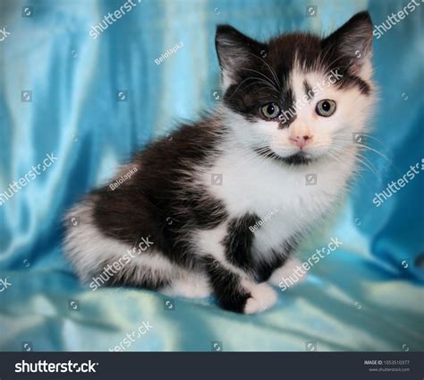 Cute White Kitten Black Spots On Foto Stok 1053510377 Shutterstock