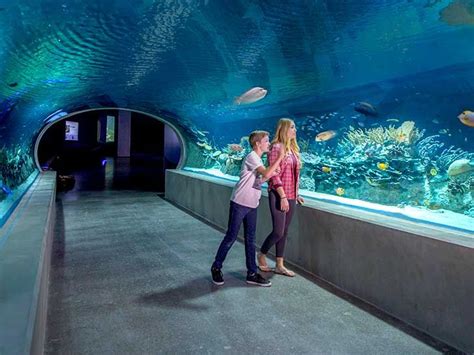 Odysea Aquarium Is Part Of An Ever Expanding Activity Destination