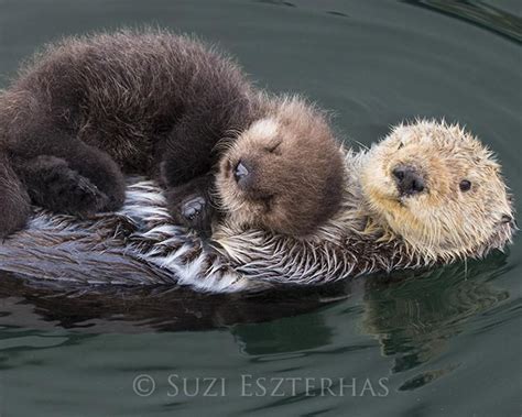 Baby Sea Otter And Mom Print Baby Animal Nursery Art Etsy In 2021