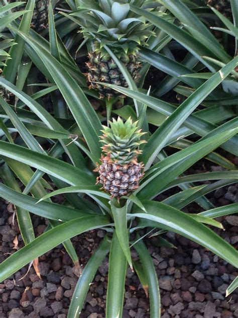 Pineapple Tree Tere Fruit