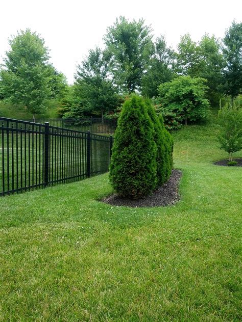 Few arborvitae are safe from deer, especially in the winter when food is scarce. trees - Will Arborvitae regrow to their usual shape after ...