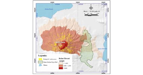 Start dari lapangan segitiga, salah satu taman kota di sawahlunto. Gambar 6. Peta sebaran D. imbricatus dan kelas elevasi ...