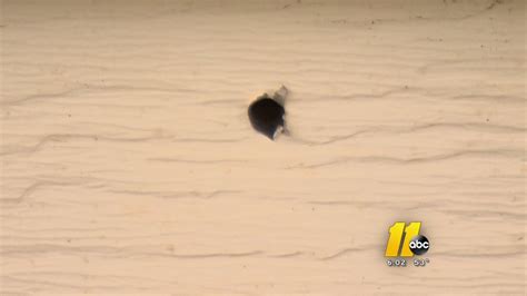Sbi Possible Bullet Hole Found Near Fatal Raleigh Police Shooting Not