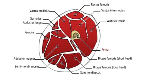 Sciences Of Sport Follow Up Your Progress Using A Technique To Measure The Muscle Cross