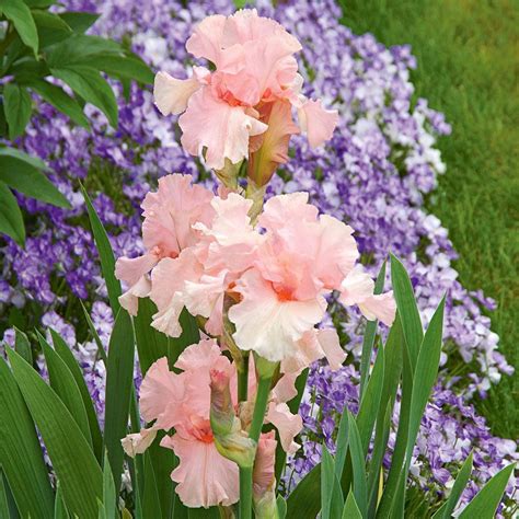 Reblooming Iris Lenora Pearl White Flower Farm