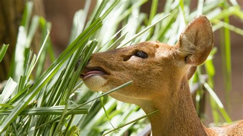 The outer edge of your property, where deer are most likely to browse; Best Deer Resistant Shrubs & Trees For Your Area | The ...