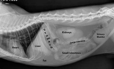 Radiographs X Rays Vet Medicine Veterinary Radiology Veterinary Tech