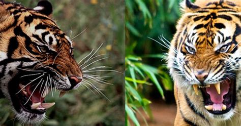 Bengal Tiger Vs Sumatran Tiger Fight