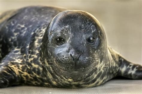 7 Baby Seal Photos To Remind You Why You Love Baby Seal Photos First