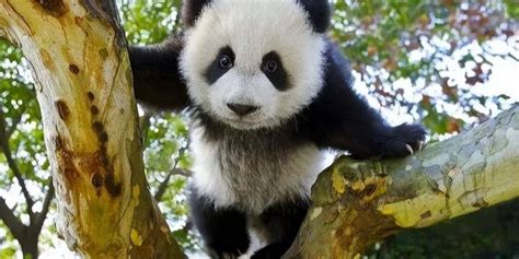 Did Giant Pandas Originate In Europe Panda Fossils Found Millions Of