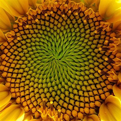 Squared Sunflower Spirals In Nature Patterns In Nature Fibonacci In