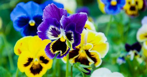 How To Plant And Care For Pansies