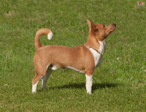 Podenco Galego Dog Breed Information And Pictures Livelife