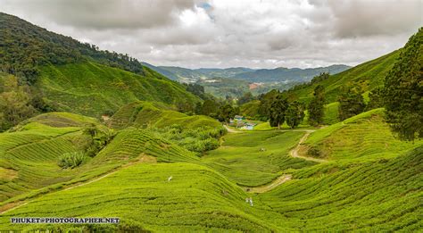 Aerial View Of Green Grass Field Cameron Highlands Malaysia Hd