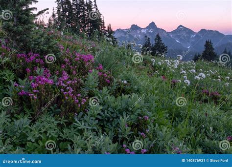 Sunset From Mt Rainier National Park Across An Field Of Alpine Meadow