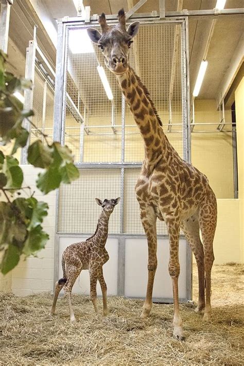Nashvilles Masai Giraffe Delivers Her Second Baby Zooborns