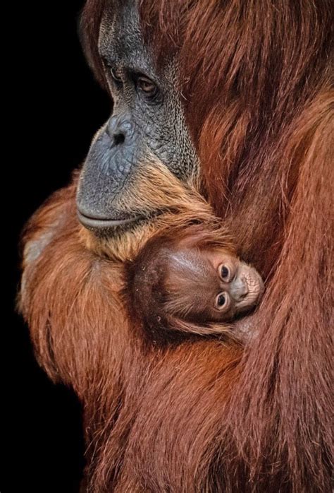 Critically Endangered Baby Orangutan Born At Chester Zoo Metro News