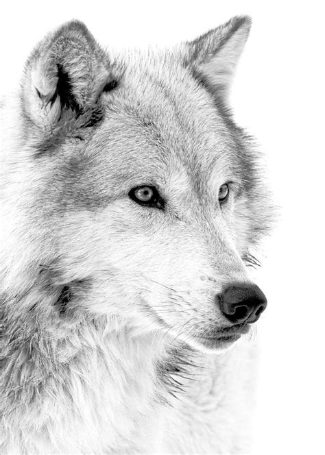 Grey Wolf Profile Photograph By Athena Mckinzie Fine Art America