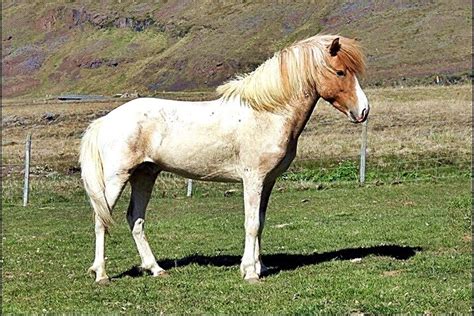 Icelandic Horse Stallions — Icelandic Horse Congress