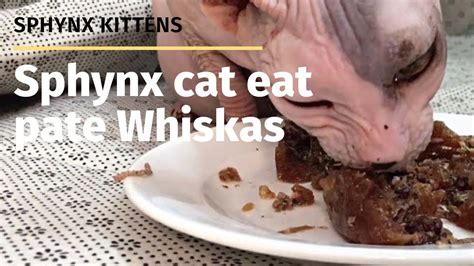 😊 ️ Pregnancy Care Sphynx Cat Eat Pate Whiskas Sphynx Cat Gluttonous😊