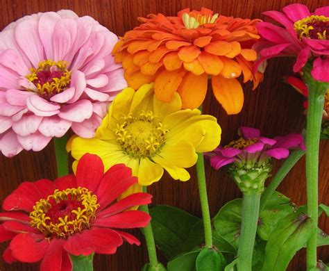 Non Gmo Thumbelina Mix Zinnia 50 Flower Seeds Annual And Biennial Seeds