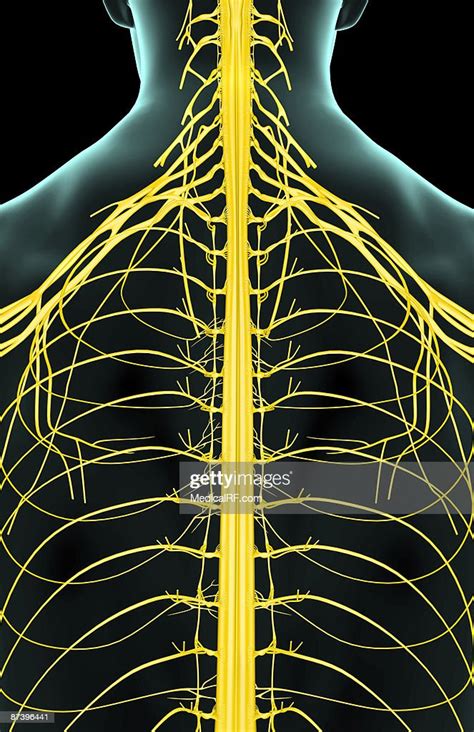 The Nerves Of The Lower Back High Res Vector Graphic Getty Images