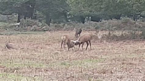 Fenton The Deer Richmond Park Sunday 22 October 2017 Youtube