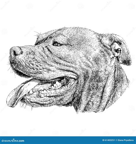 Esboço Do Terrier De Pitbull Do Cão Ilustração Do Vetor Ilustração De