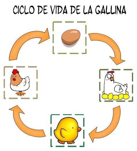 Ciclo De Vida De La Gallina Tesama