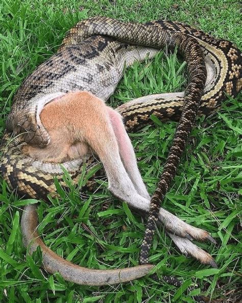 Python Eating A Wallaby Rnatureismetal