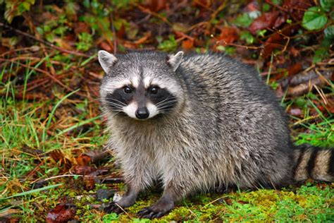 What does a raccoon eat? Are hedgehogs good pets