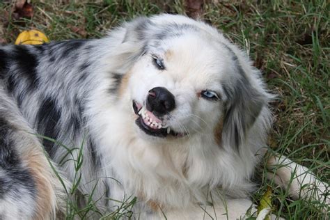 Smiling Australian Shepherd Australian Shepherd Beautiful Dogs Dog Care