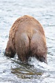 Brown bear tail and hind legs, Ursus arctos photo, Brooks River, Katmai ...