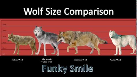 Size Of A Real Wolf Comparison