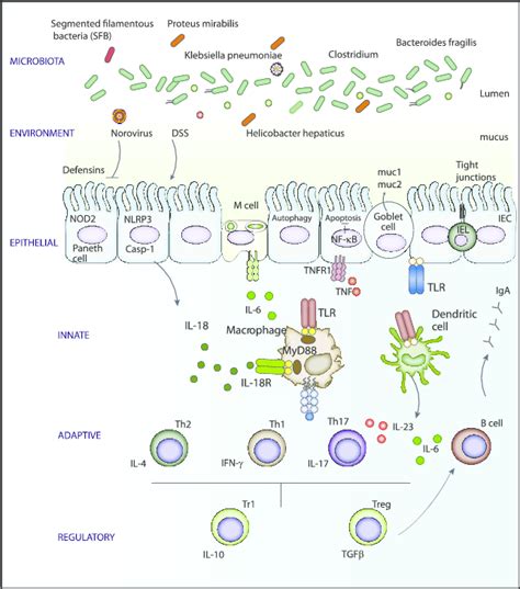 Mechanisms Of Intestinal Homeostasis With The Microbiota Download