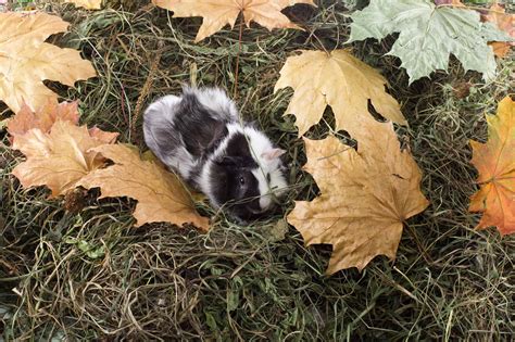 5 Types of Hay and How to Identify Each - A-Z Animals