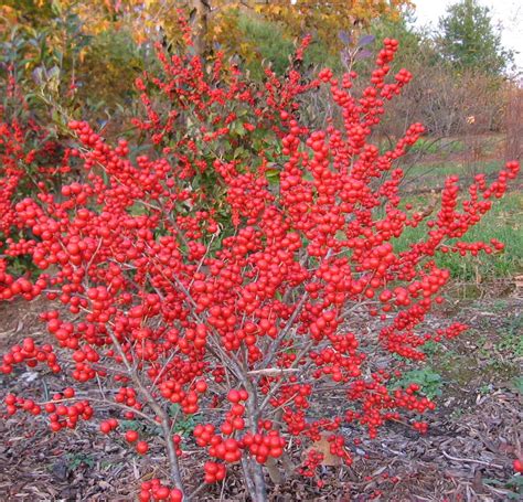Winterberry Nana Red Sprite Plant Profile Sylvan Gardens Landscape
