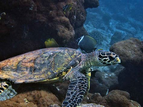 Why Are Hawksbill Turtles Critically Endangered Olive Ridley Project