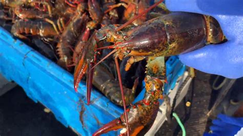 Media Coverage Of Mikmaw Treaty Lobster Fishery In Nova Scotia
