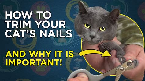How To Trim Your Cats Nails Vetvid Cat Care Video