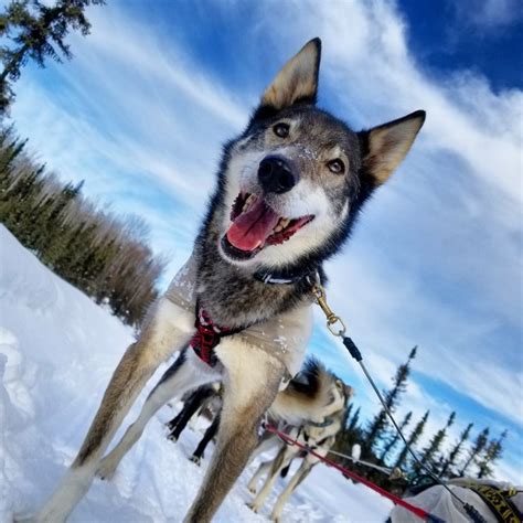 Alaskan Husky Sled Dog Tour Just Short Of Magic