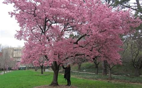 Anyway, the nursery i usually deal with told me that kanzan is better for my area here in ny and that its not true that kanzan is susceptible to pests and. Okame Flowering Cherry - Prunus 'Okame' | Landscaping ...
