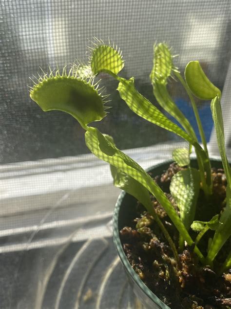 I Heard A Little Buzzing And Was Delighted To See My Vft Caught Its