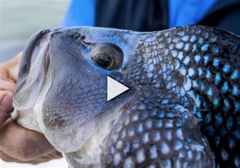 Gear And Tackle Buzzards Bay Black Sea Bass S18 E2 On The Water