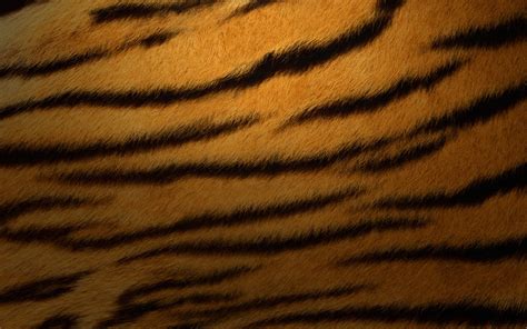 32 Tiger Fur Wallpapers Wallpapersafari