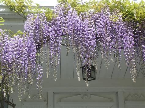 Unbelievable Purple Hanging Flowers Hemp Wall